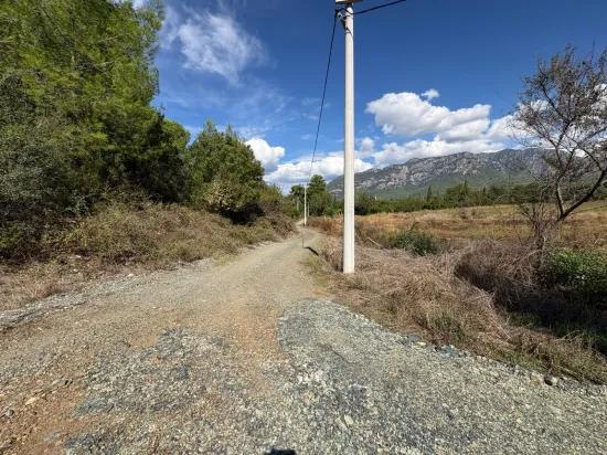 10.500 m2 field for sale In Köyceğiz Zeytinalanı