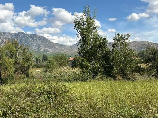 10.500 m2 field for sale In Köyceğiz Zeytinalanı