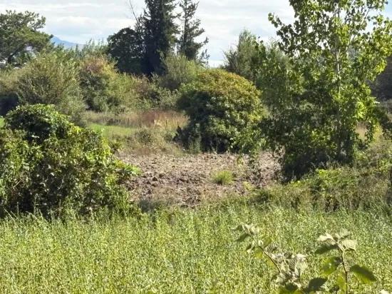 10.500 m2 field for sale In Köyceğiz Zeytinalanı