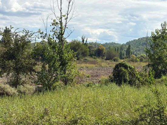 10.500 m2 field for sale In Köyceğiz Zeytinalanı