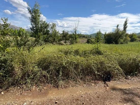 10.500 m2 field for sale In Köyceğiz Zeytinalanı