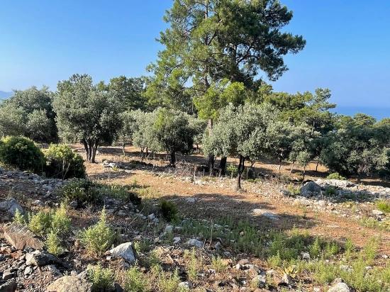 Bargain Real Estate Land For Sale With Sea View In Ekincik Çandır Arasın