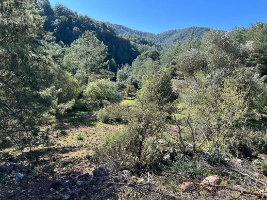 Land For Sale In Gökbel, Surrounded By Nature And Forest.
