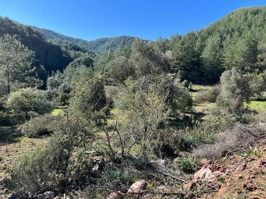 Land For Sale In Gökbel, Surrounded By Nature And Forest.