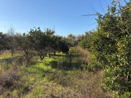 4,541 M² Garden For Sale In Dalyan.