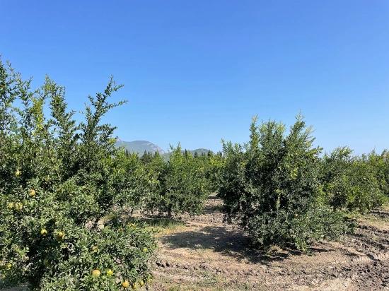 10,000 M² Pomegranate Orchard For Sale In Dalyan Arıkbaşı Gerendüzü Area.