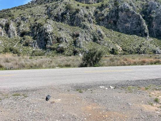 19,600 M² Plot Of Land For Sale, Located Directly On The Road To Dalyan Iztuzu Beach.