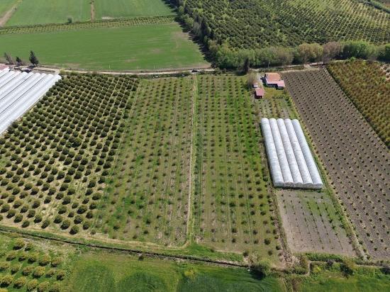16,000 M² Pomegranate Orchard For Sale In Eskiköy