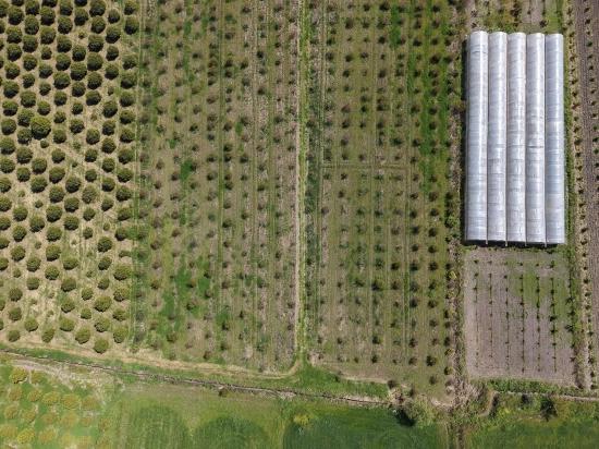16,000 M² Pomegranate Orchard For Sale In Eskiköy