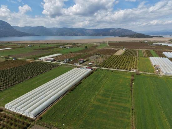 16,000 M² Pomegranate Orchard For Sale In Eskiköy