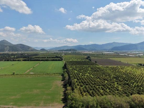 16,000 M² Pomegranate Orchard For Sale In Eskiköy