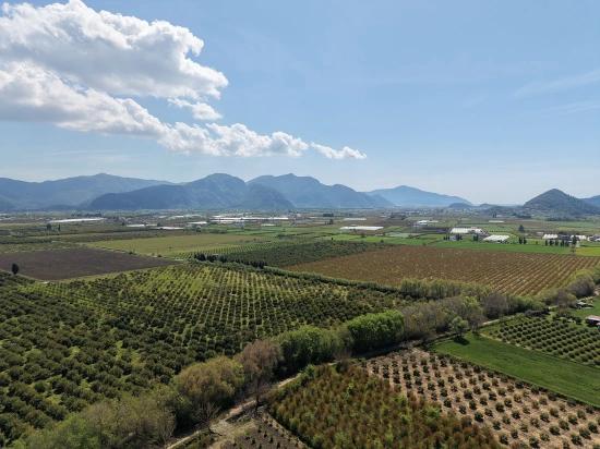 16,000 M² Pomegranate Orchard For Sale In Eskiköy