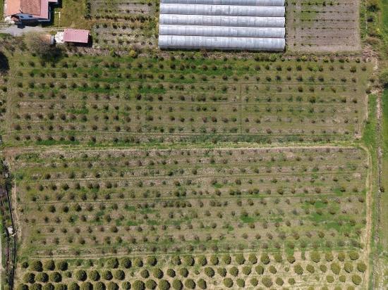 16,000 M² Pomegranate Orchard For Sale In Eskiköy