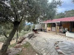 Field For sale in Ekincik Nbh. Köyceğiz - Olive Zoned - 7.000 m²