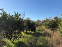 Field For Sale in Dalyan Nbh. Ortaca - Field Zoned - 4.541 m²