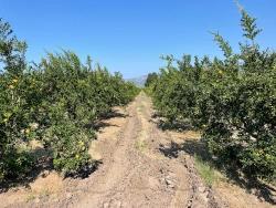 10,000 M² Pomegranate Orchard For Sale In Dalyan Arıkbaşı Gerendüzü Area.