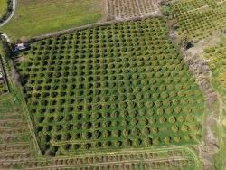 17.550M2 Vineyard-Bahce For Sale Close To Dalyan Center