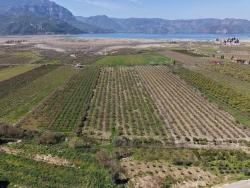 16.710M2 Pomegranate Garden For Sale With Lake View In Eskiköy