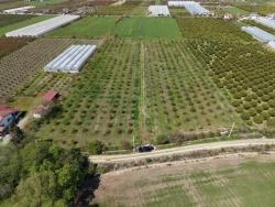16,000 M² Pomegranate Orchard For Sale In Eskiköy