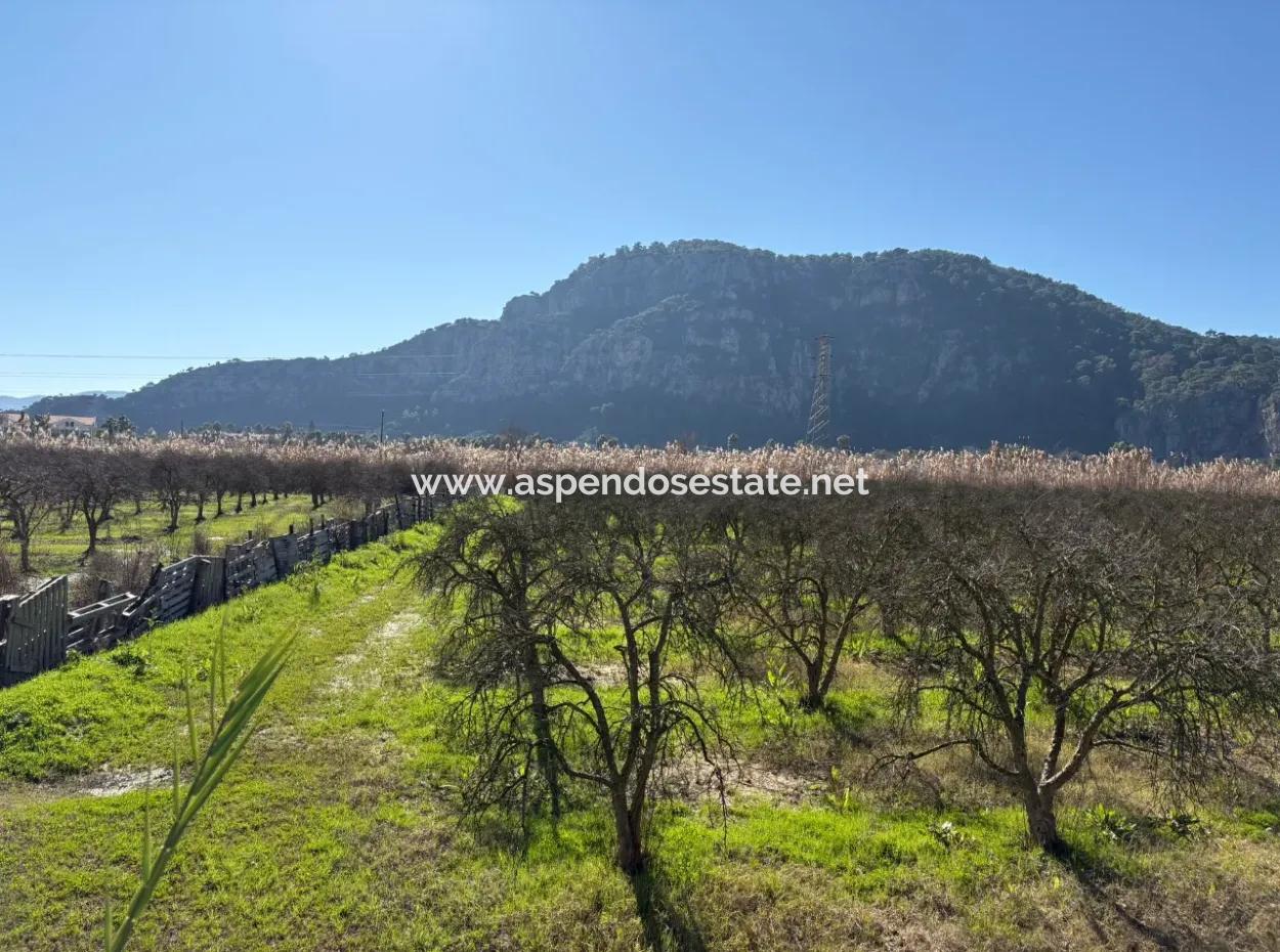 5985M2 5% Zoned Land For Sale In Dalyan As Vineyard Garden