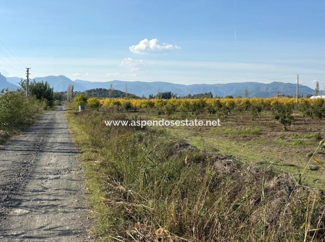 21500M2 Pomegranate Orchard For Sale In Eskiköy