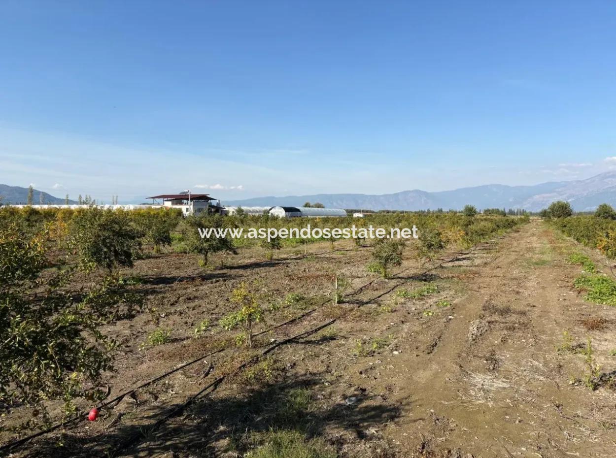 21500M2 Pomegranate Orchard For Sale In Eskiköy