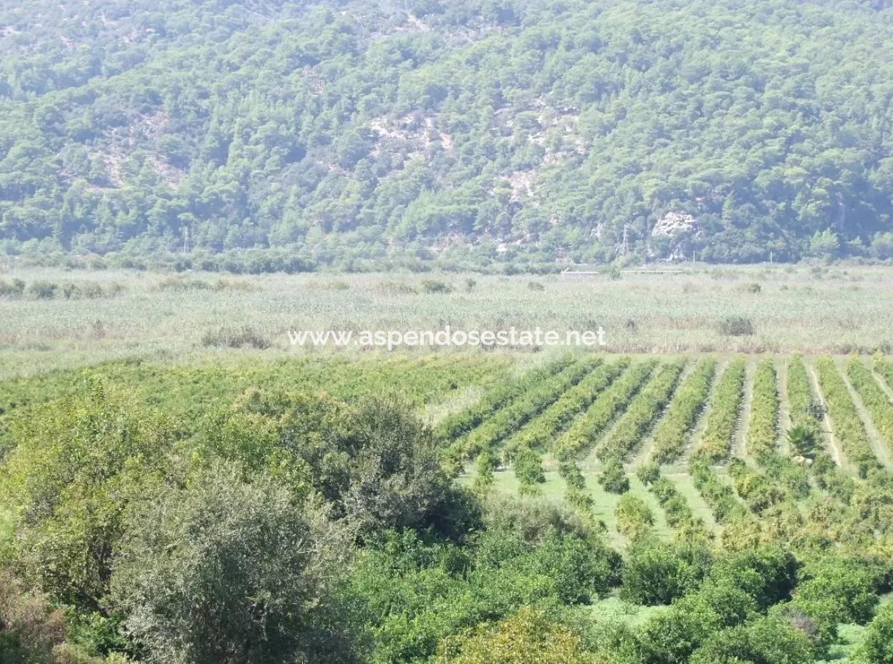 For Sale Farm For Sale In Dalyan 73410M2