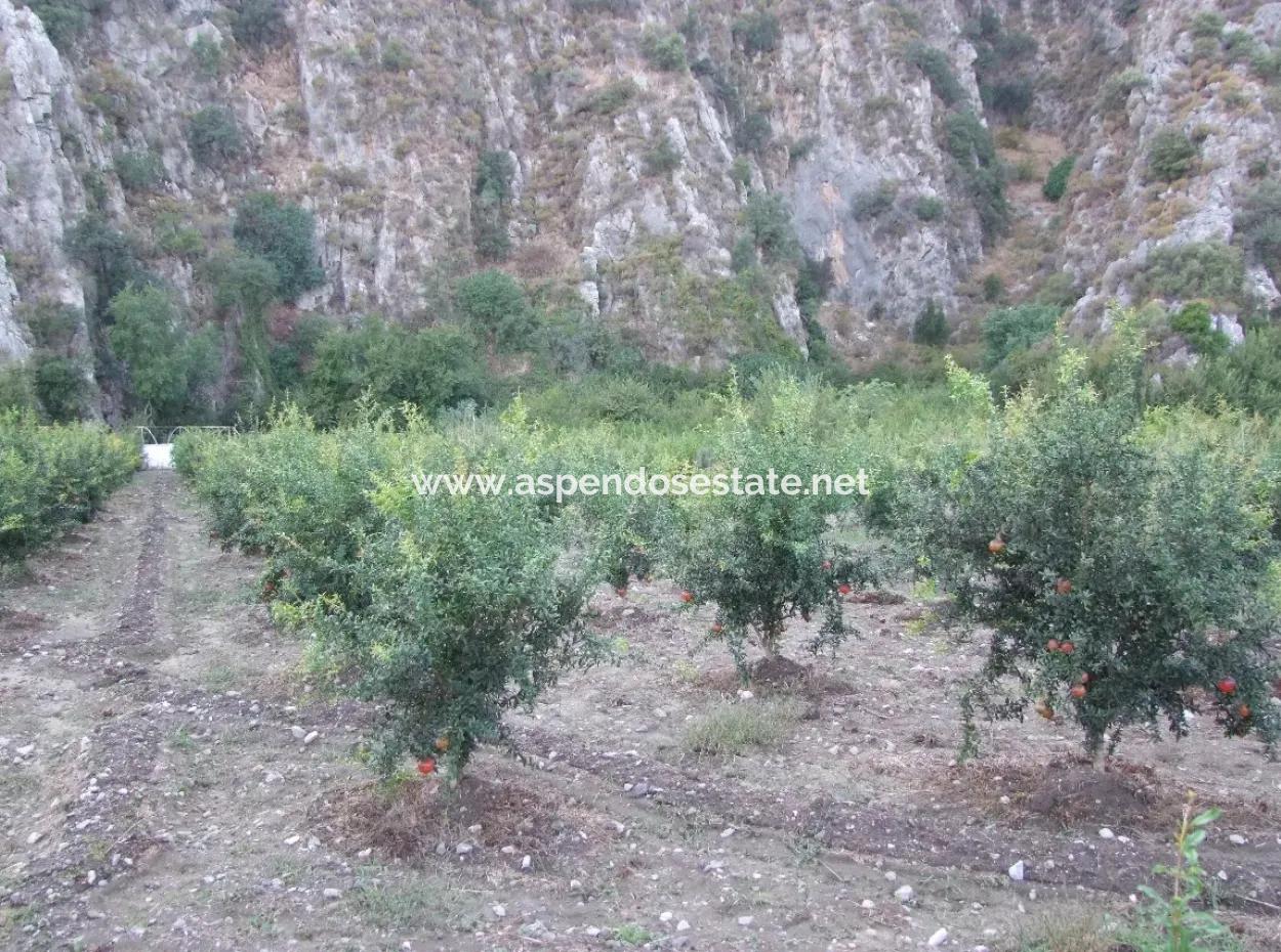 Plot For Sale In Pomegranate Garden For Sale In Oriya Mergenli Mergenli