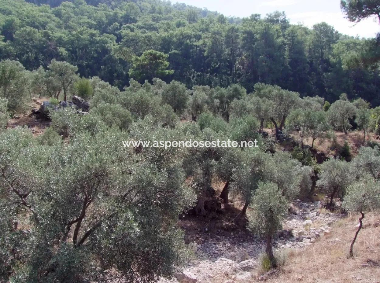 For Sale In Ekincik 5,391M2 Plot For Sale