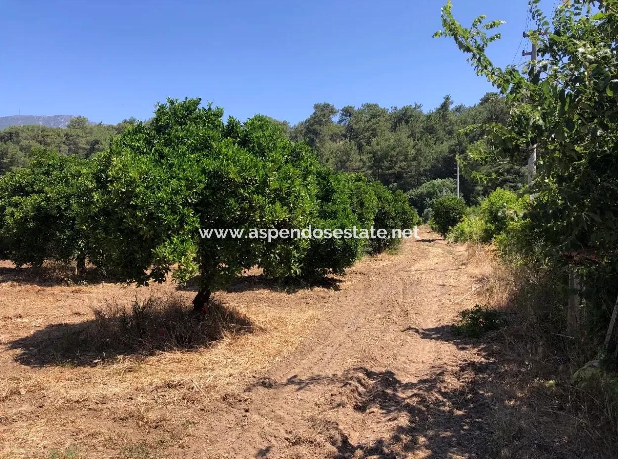 Garden For Sale In Gokce Akyaka, Near The Sea, A 38,000M2 Plot For Sale