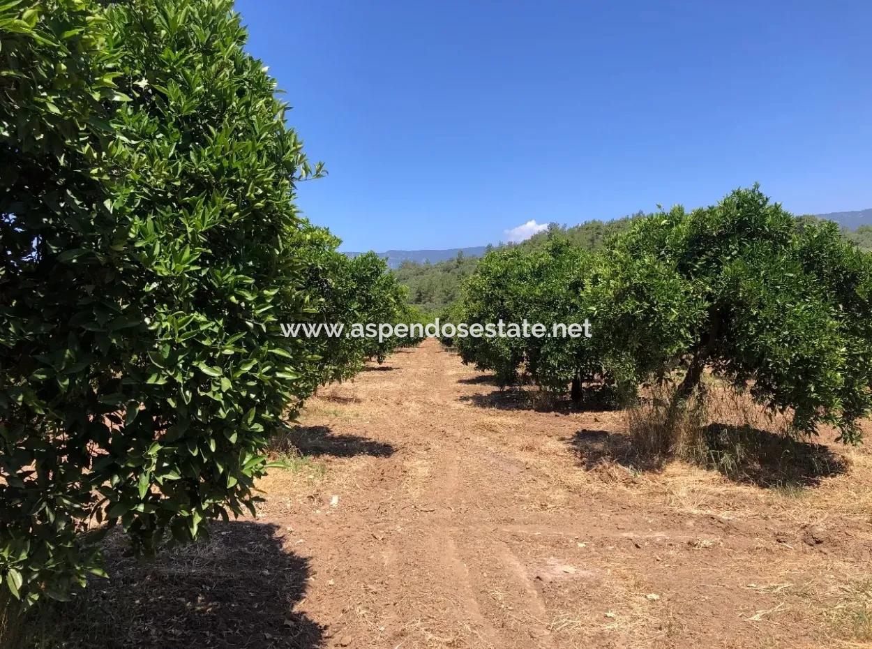 Garden For Sale In Gokce Akyaka, Near The Sea, A 38,000M2 Plot For Sale