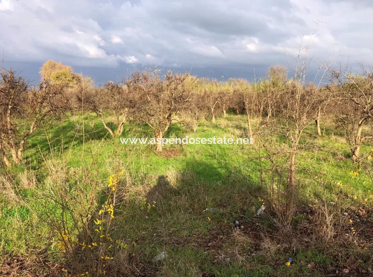 Dalyan Land For Sale Near The Center 3000M2 5% Zoning Land For Sale