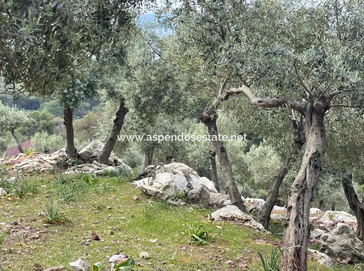 Olive House With Sea View In Ekincik Is For Sale