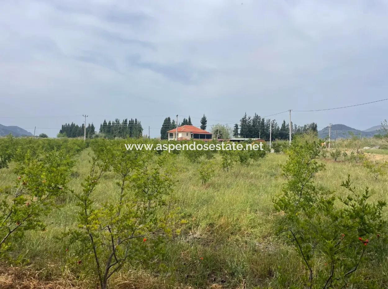 Field For Sale 6500M2 In Dalyan