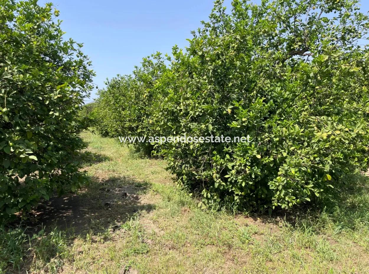 10.000M2 Land For Sale In The Village Built-Up Area In Okçular