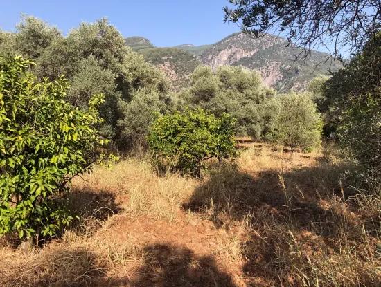 Land Field For Sale In Köyceğinz Yangi 9406M2 Land For Sale