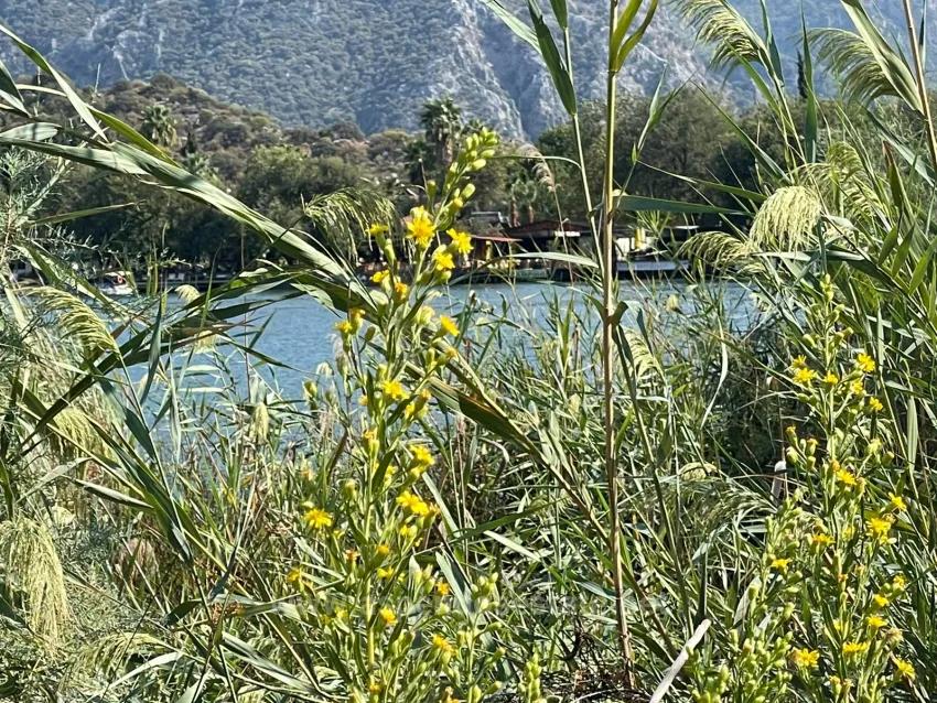 Продается Отдельно Стоящий Дом Площадью 2765 М² В Чандыре, Прямо Рядом С Каналом.