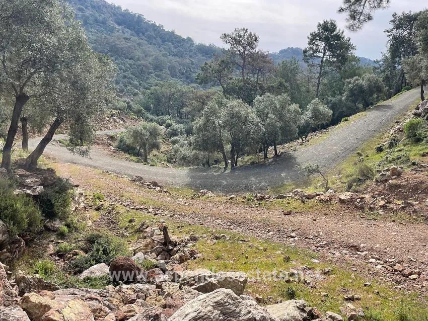 Для продажи Поле в Ekincik Köyceğiz - Под Оливковая роща застройку - 7.000 m²