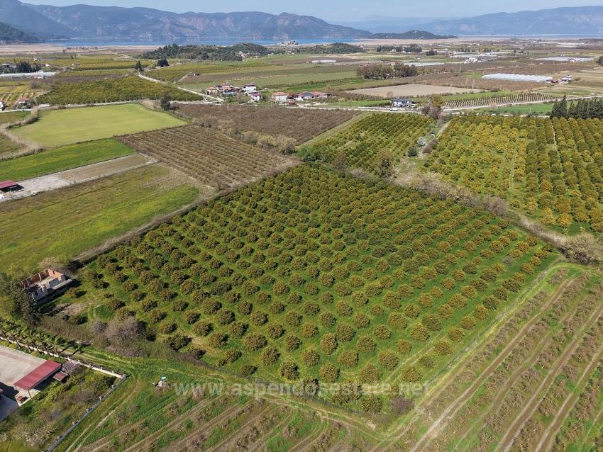 Для Продажи Виноградник И Сад в Dalyan Ortaca - Под Виноградник И Сад застройку - 17.550 m²