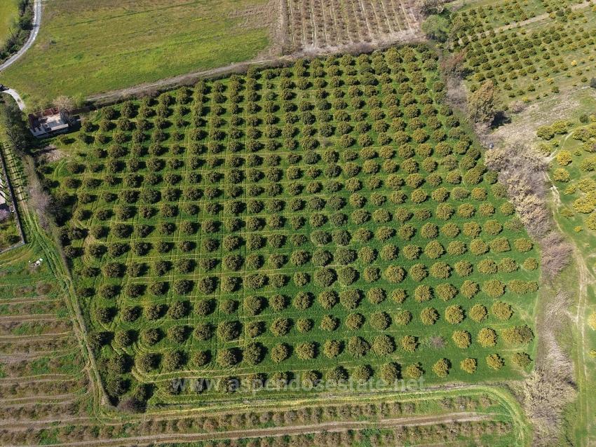 Виноградник Бахче Площадью 17.550 М2 На Продажу Недалеко От Центра Дальяна