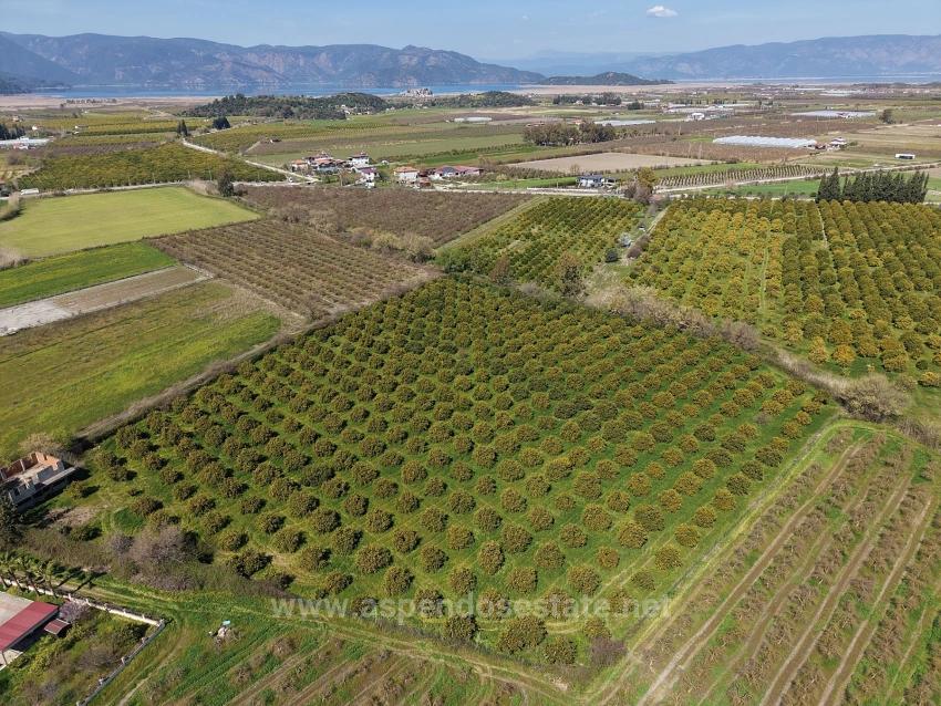 Виноградник Бахче Площадью 17.550 М2 На Продажу Недалеко От Центра Дальяна