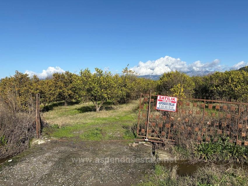 Отдельное Поле И Сад Площадью 23 000 М2 На Продажу В Тепеарасине