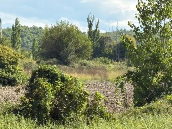 Поле площадью 10.500 m2 продаётся в Köyceğiz Zeytinalanı