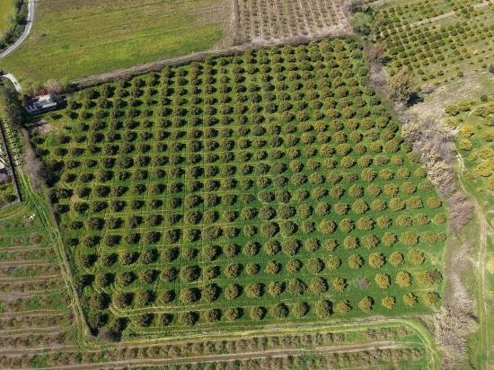 Виноградник Бахче Площадью 17.550 М2 На Продажу Недалеко От Центра Дальяна