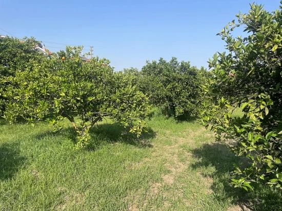 Земля 722М2 На Продажу В Дальян Гюльпынар