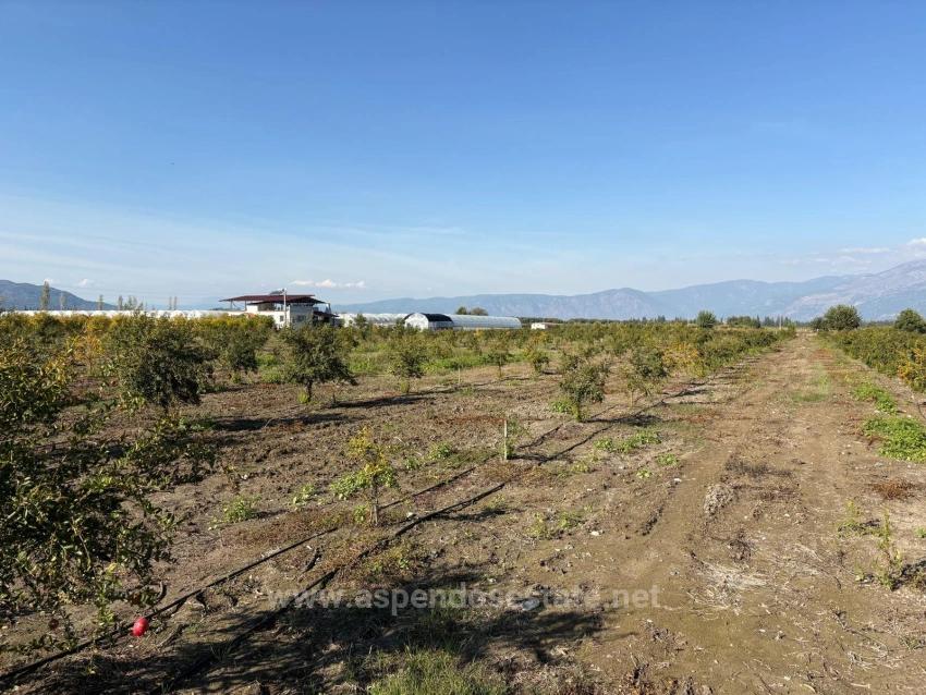 Eskiköy'de 21500M2 Satılık Nar Bahçesi