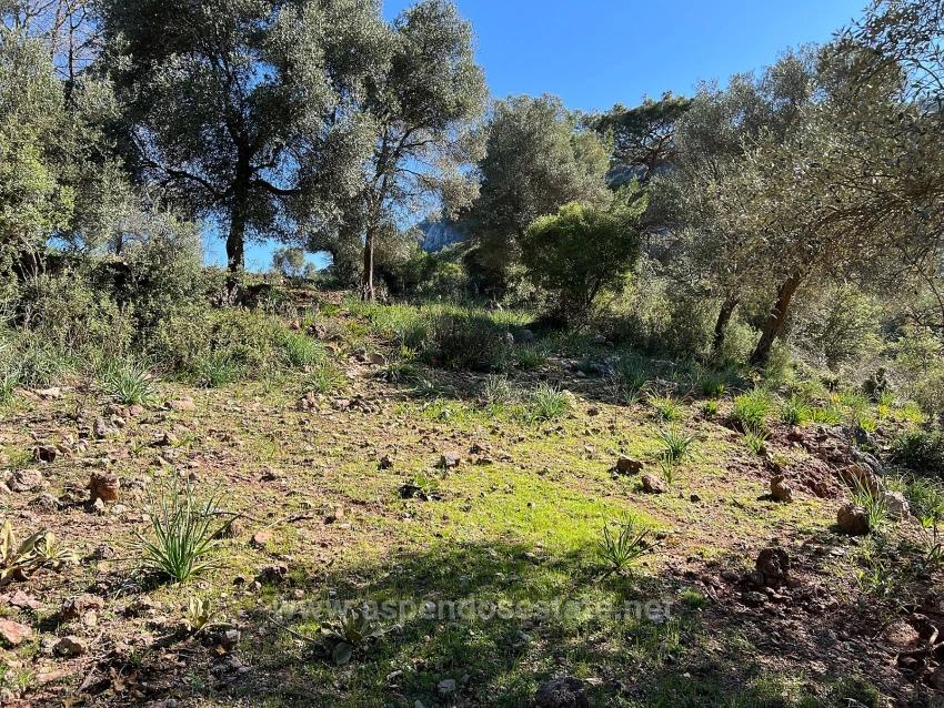 Gökbel'de Doğa Ve Orman İçerisinde Satılık Tarla