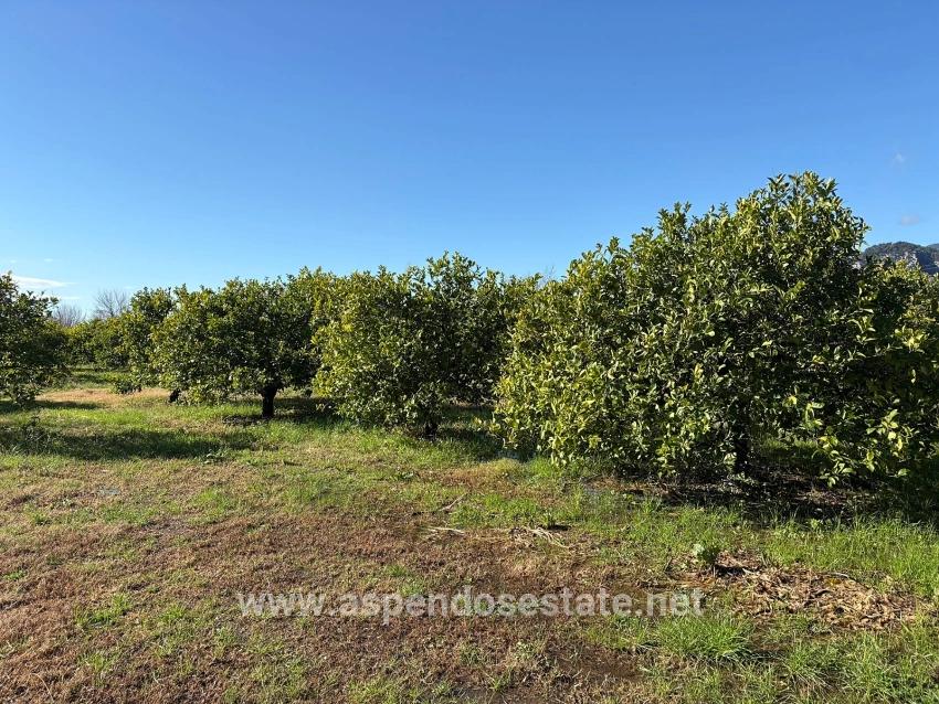 Ortaca Dalyan Mah. Satılık Tarla - Tarla İmar Durumlu - 16.500 m²