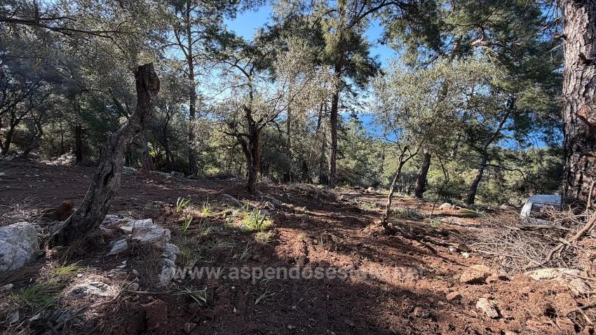 Çandır'da Full Deniz Manzaralı 5715M2 Satılık 2B Tarla