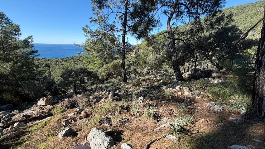 Köyceğiz Çandır Mah. Satılık Tarla - Konut İmar Durumlu - 5.715 m²